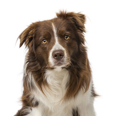 Fototapeta premium border collie (2 years old)