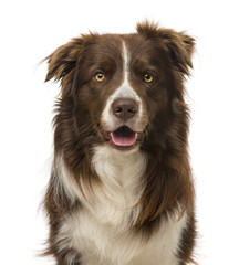 border collie (2 years old)