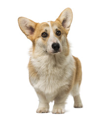 Welsh Corgi Pembroke (7 months old)
