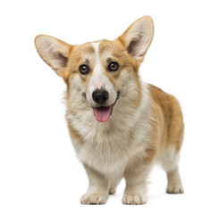 Welsh Corgi Pembroke (7 months old)