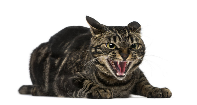 Angry adult tabby cat hissing and showing teeth Stock Photo