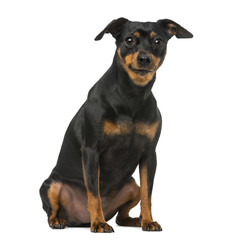 miniature pinscher and chihuahua