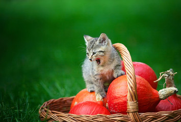 Mały kotek w koszyku z dyniami