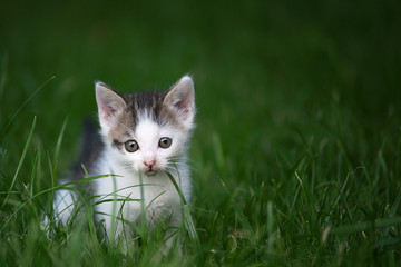 Naklejka na ściany i meble Mały kotek na tle trawy