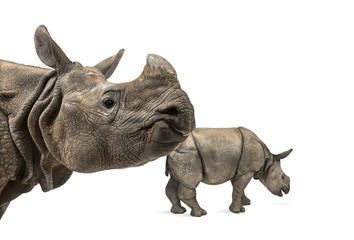 Fototapeta premium Mummy Indian rhinoceros and her baby