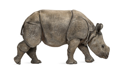 Obraz premium Young Indian one-horned rhinoceros (8 months old)