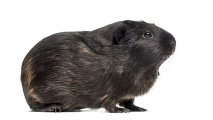 Side view of a Guinea pig