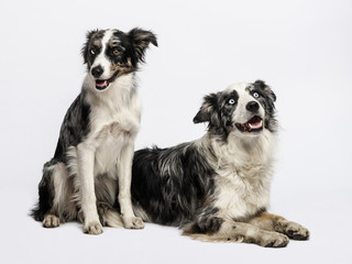 Two Border collies sitting and lying