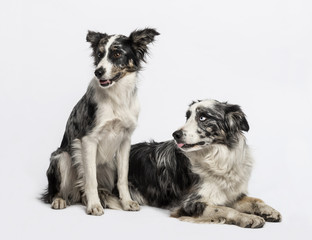 Two Border collies sitting and lying
