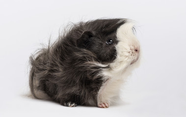 guinea pig