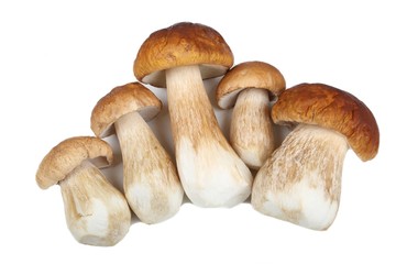 Porcini mushrooms