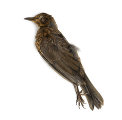 Dead Common blackbird