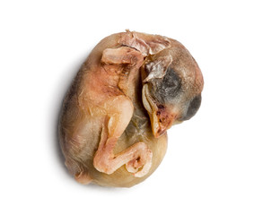 Dead House Sparrow chick