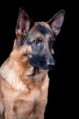 Shepherd dog close up on black background.