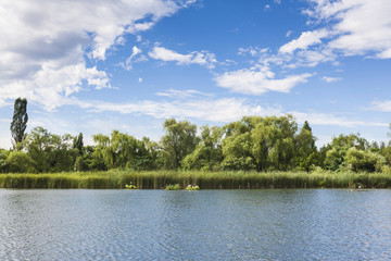 Obraz na płótnie Canvas Forest lake under blue cloudy sky