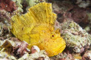 Yellow Leaf fish in Cebu