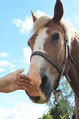 Hand caressing horses