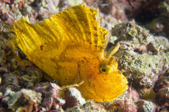 Yellow Leaf fish in Cebu