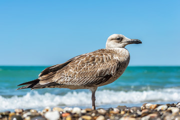 Seagull on the beach