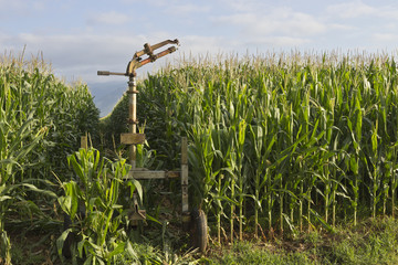 Sprinkler and corn © jorgaba