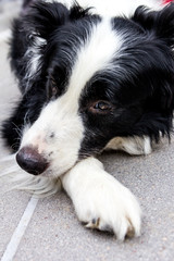 Fototapeta premium Sad border collie