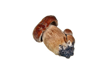 Two mushroom boletus