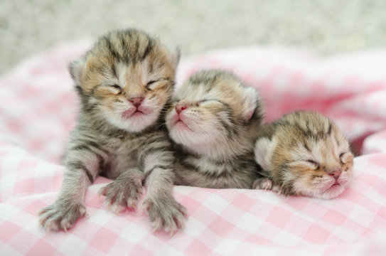 Newborn american shorthair kitten sleeping on pink table cloath