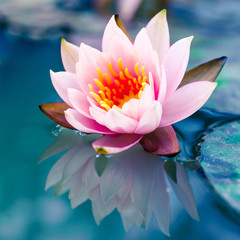 beautiful pink waterlily or lotus flower in pond