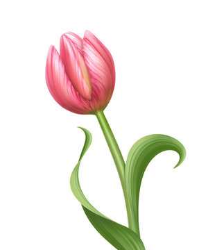 pink tulip flower illustration isolated on white background