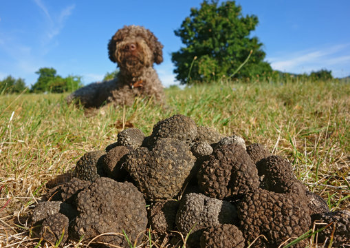 truffles and dog