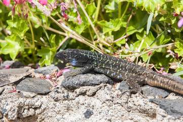 Canarian lizard
