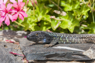 Canarian lizard