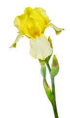yellow iris isolated on white background
