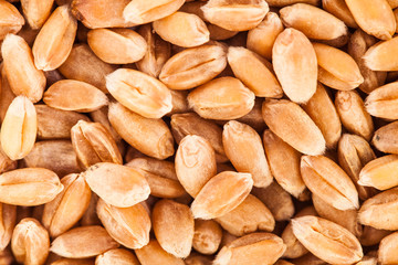 Extreme Closeup Texture of wheat seeds