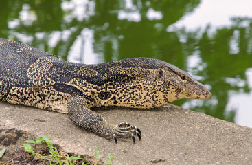 Closeup of monitor lizard Varanus