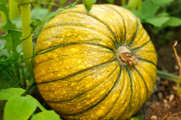 pumpkin in a farm field