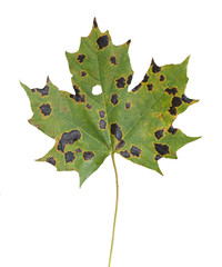 Fototapeta premium Maple leaf with Rhytisma acerinum causing tar spots