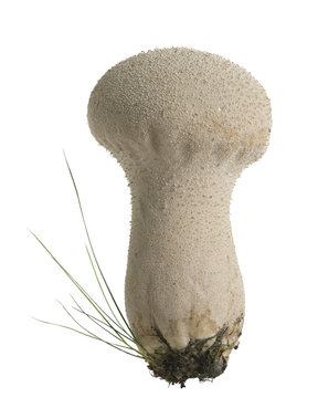 Pestle puffball, Lycoperdon excipuliforme isolated on white
