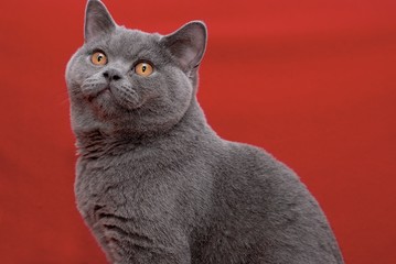 Male British Shorthair cat=