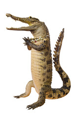 Fototapeta premium Crocodile hello isolate on white background