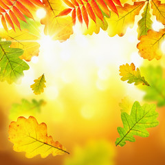 Autumn leaves