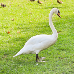 white mute swan on green meadow