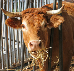 Brown cow of the breed while eating straw and hay in the barn of