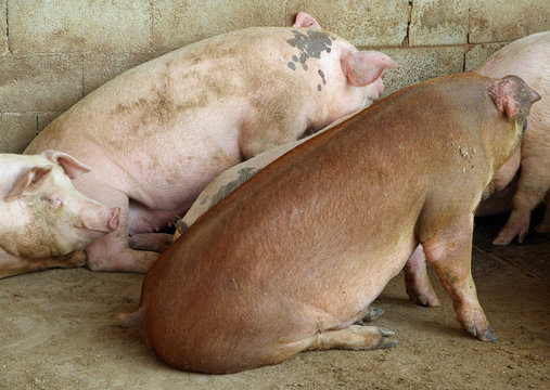 breeding of pigs in the sty of the breeder farm