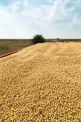 Soy beans in tractor trailer just harvested