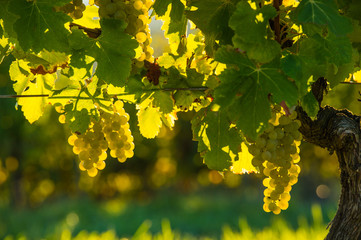 Grape illuminated by the sunlight - autumn scene