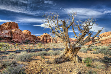 Dead Tree in Arches National Park