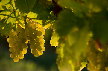 Grape illuminated by the sunlight - autumn scene