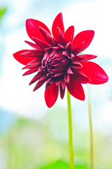 Red dahlia flower red