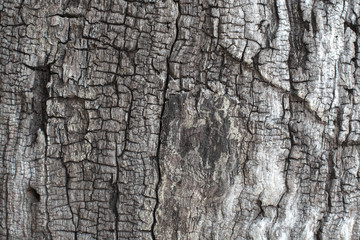 Tree bark texture, close-up